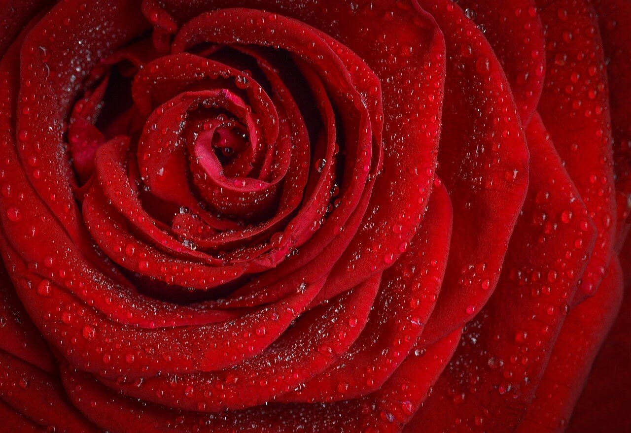 Cung Bạch Dương hợp với hoa hồng đỏ