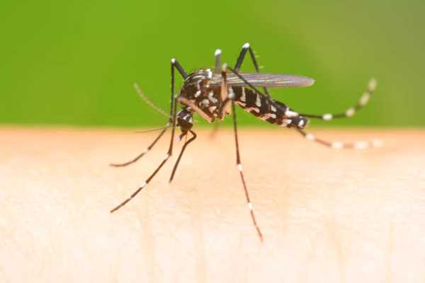 20 Cách đuổi muỗi hiệu quả và đơn giản với các nguyên liệu tự nhiên