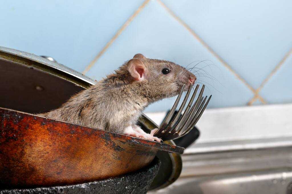 Cách phát hiện chuột cống và chuột nhắt đang ẩn nấp trong nhà