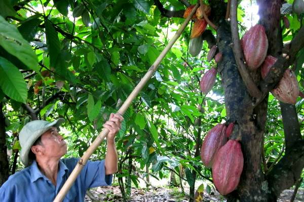 Cacao Phong Điền đặc sản Cần Thơ