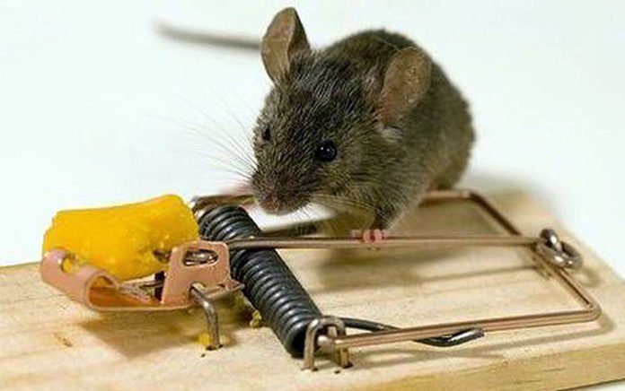 Cách đuổi chuột, bẫy chuột nhanh nhất là gì?