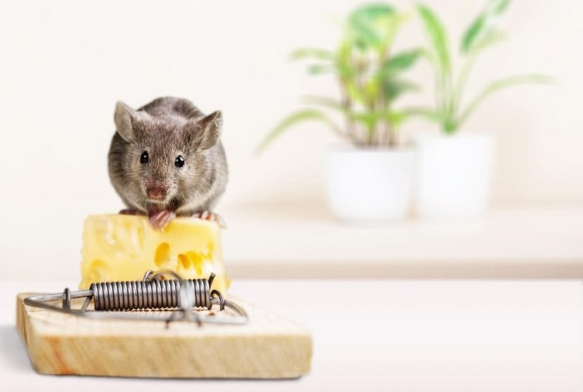 Cách nhận biết chuột đang phá hoại ngôi nhà bạn