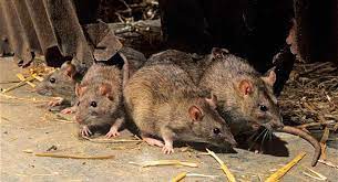 Cách đuổi chuột chù, chuột xạ và cống ra khỏi nhà có giống nhau?