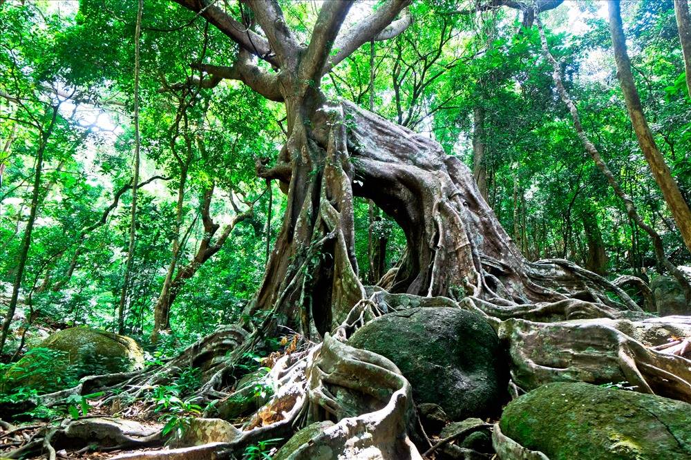 Cây đa ngàn tuổi Đà Nẵng