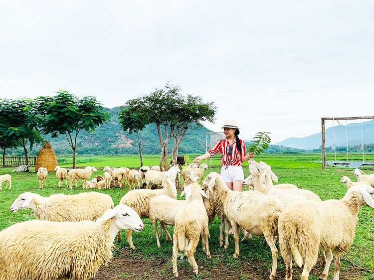 Đồi cừu Suối Tiên là một địa điểm chụp hình siêu đẹp với đàn cừu trắng, bãi cỏ xanh tít