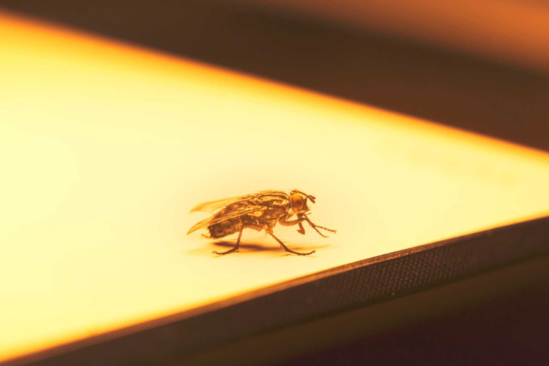 5 cách để đuổi ruồi trong nhà một cách tự nhiên
