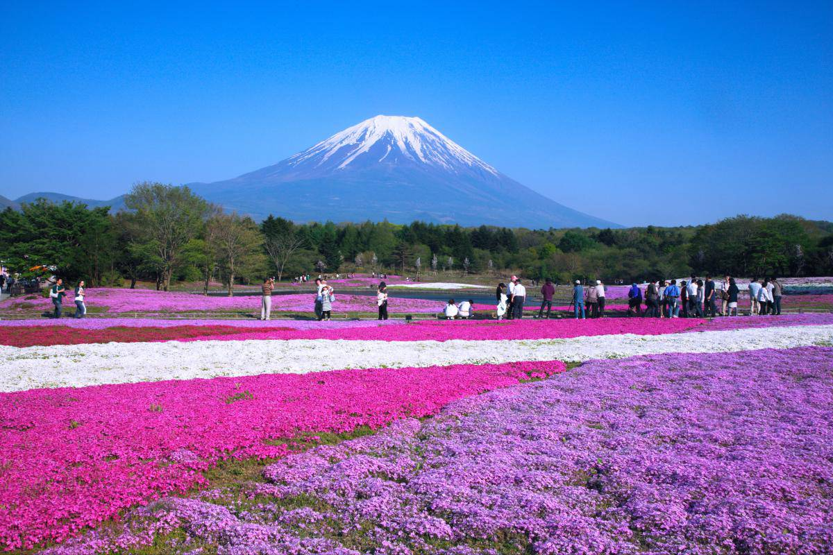 Mùa hè đầy màu sắc của các vườn hoa Nhật Bản (Nguồn 4.bp.blogspot.com)