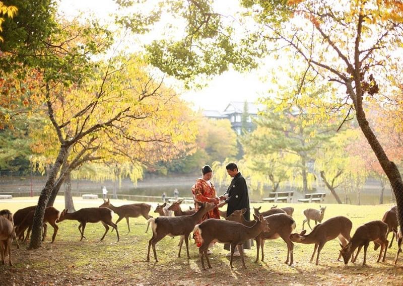 Công viên Nara Koen khi thu sang (Nguồn: news.zing.vn)
