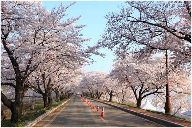Những con đường hoa anh đào lãng mạn ở Hàn Quốc (Nguồn: vivu.com)