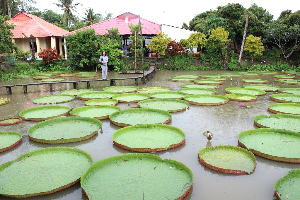 Lá sen to tại chùa Phước Kiển - Đồng Tháp