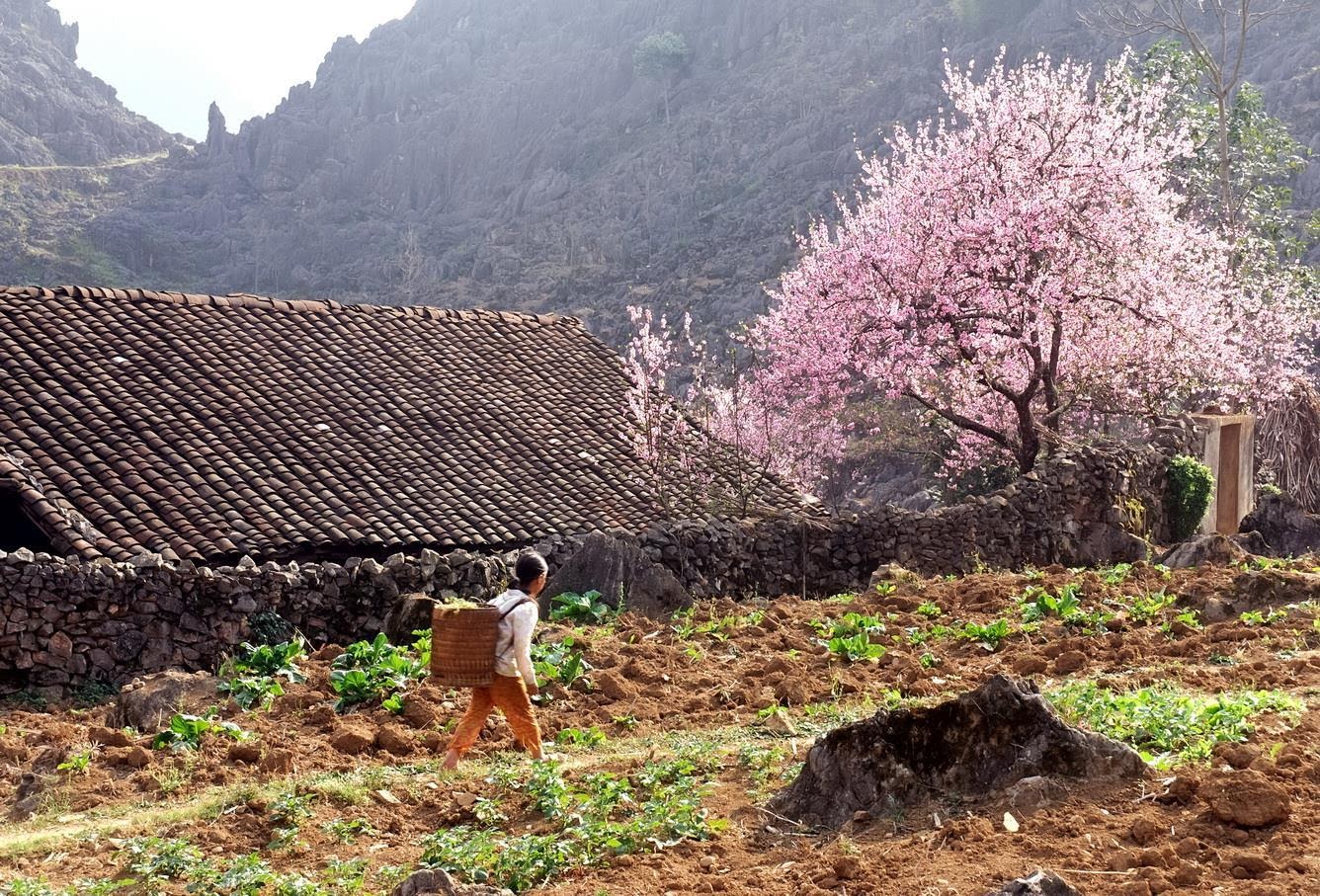 Du lịch Sapa mùa xuân khi hoa đào nở