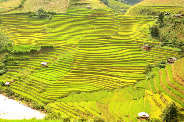 Ghé chân tới Mù Cang Chải để chiêm ngưỡng những thửa ruộng bậc thang màu mỡ của Dế Xu Phình 