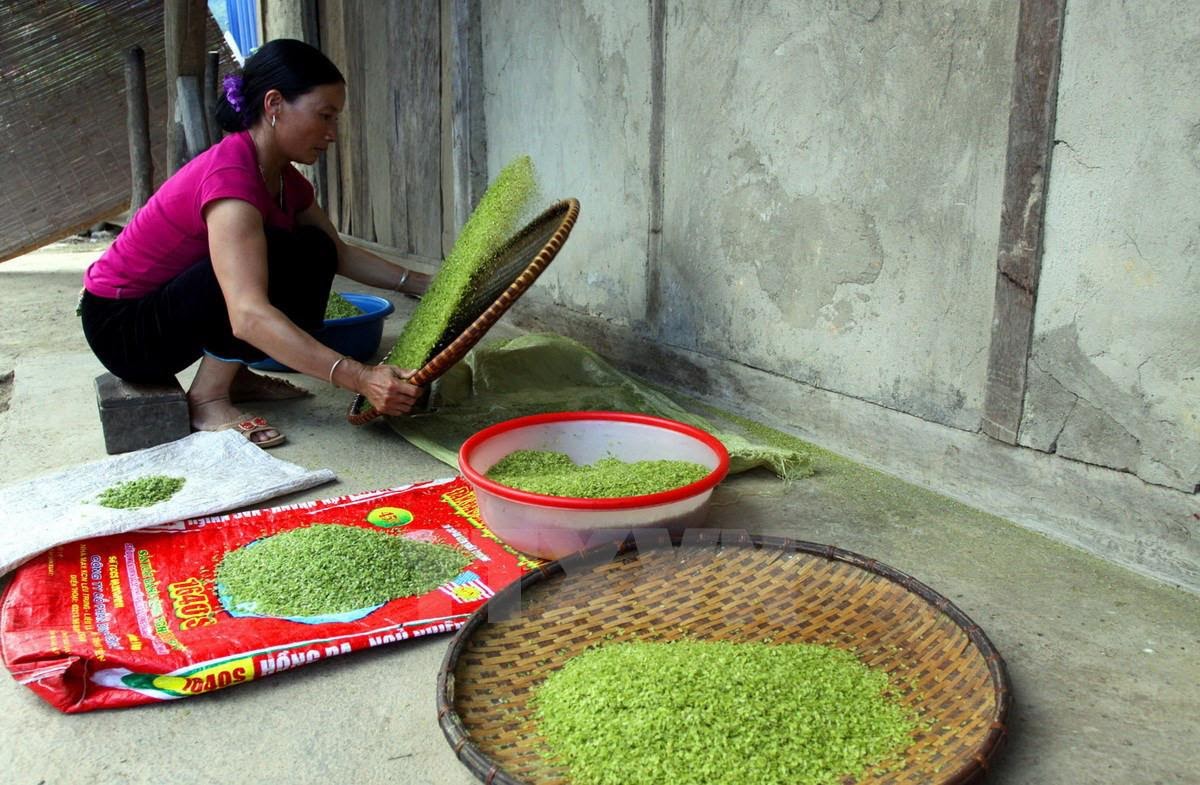 Một khâu trong quy trình làm cốm tú lệ - Một món ăn đặc sản ở Mù Căng Chải