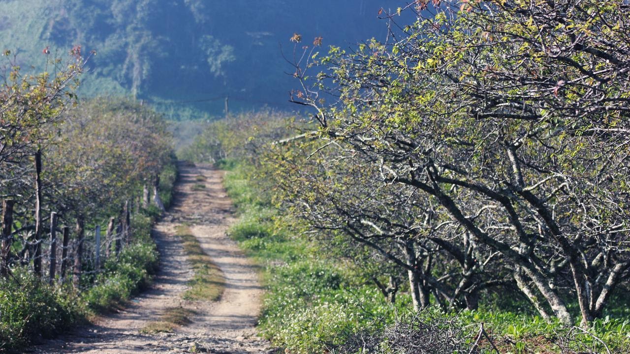 Thung lũng mận Nà Ka