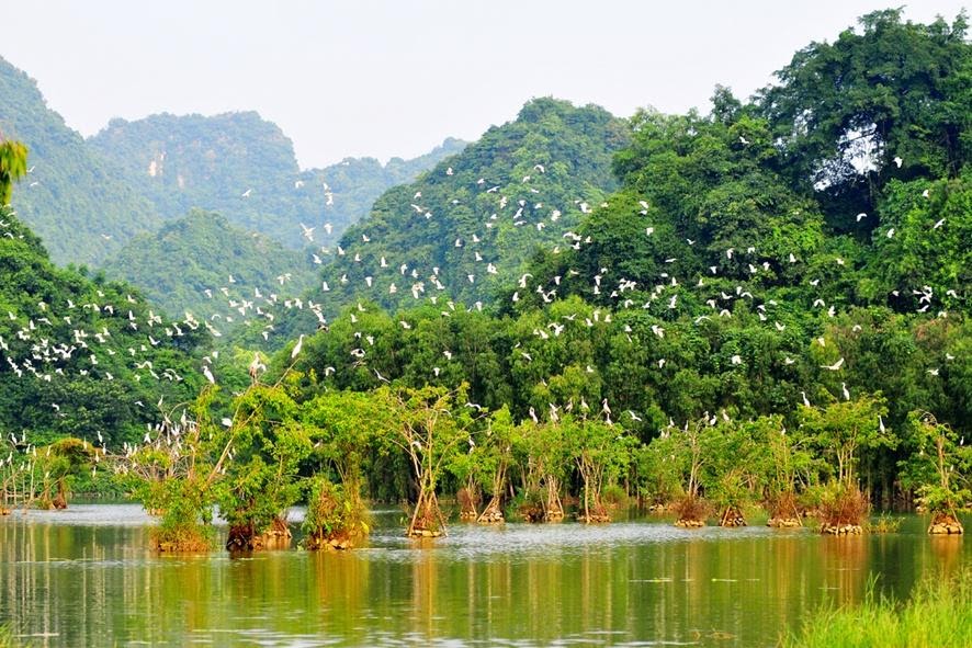 Vườn chim Thung Nham Ninh Bình - nơi sinh sống của muôn vàn loài chim quý hiếm