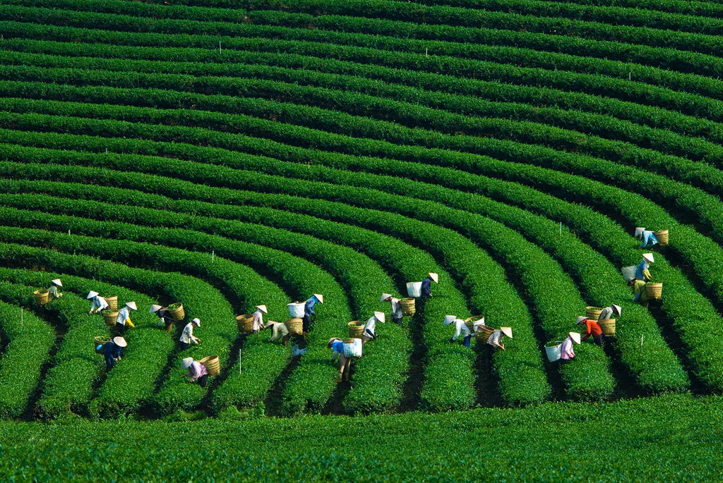 Nông trường trà Tâm Châu dạo bước và tận hưởng hương vị thanh khiết của trà xanh ngập tràn nơi đây thật khiến bao mỏi mệt trong cuộc sống được xua tan (Nguồn: dambri.com.vn)