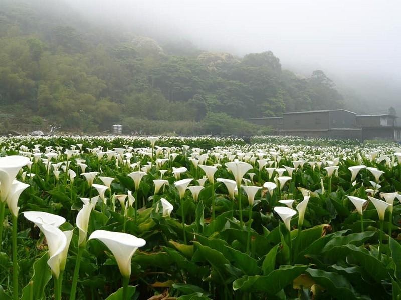 Caption: Hoa loa kèn trên núi Dương Minh tháng 5 (Nguồn: taiwannews.com.tw)