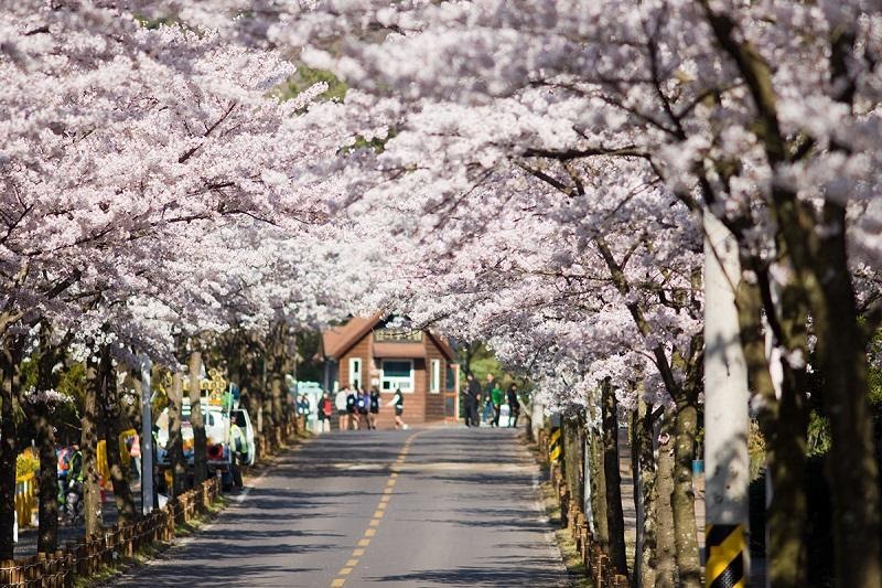 Hàn Quốc là xứ sở hoa anh đào xinh đẹp đến mê mẩn tâm hồn (Nguồn: visitkorea.org.vn)