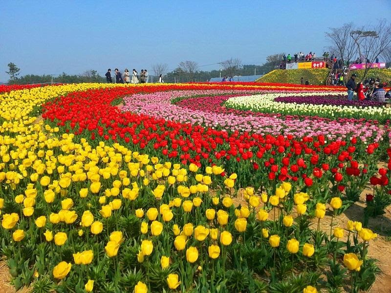 Lễ hội hoa tulip Taean rực rỡ muôn sắc màu (Nguồn: thongtinhanquoc.com)