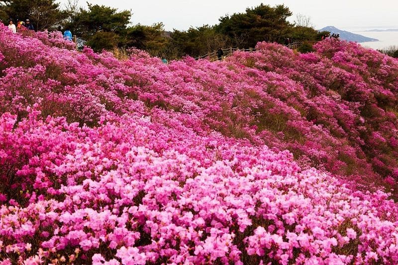 Mê mẩn với rừng hoa đỗ quyên tháng 4 tại Hàn Quốc (Nguồn: hoanhap.vn)