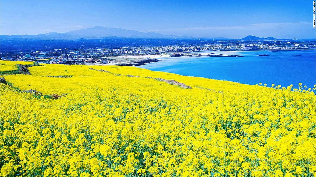 Cánh đồng hoa cúc là điểm du lịch hè lý tưởng ở Hàn Quốc. (Nguồn ảnh: windpro.vn)