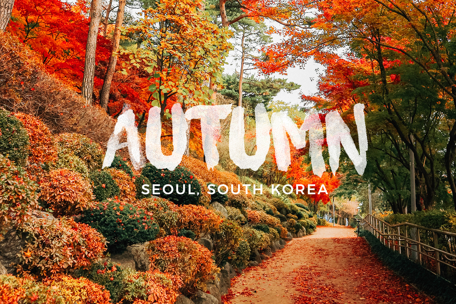 Kinh nghiệm du lịch Hàn Quốc mùa thu tháng 10 giá rẻ tự túc từ 12tr