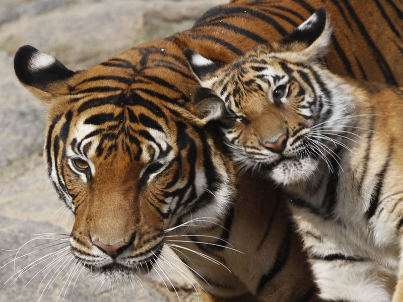 Du lịch Thái Lan nhất định không thể bỏ qua vương quốc Tiger (Nguồn: vietasiatravel.net)