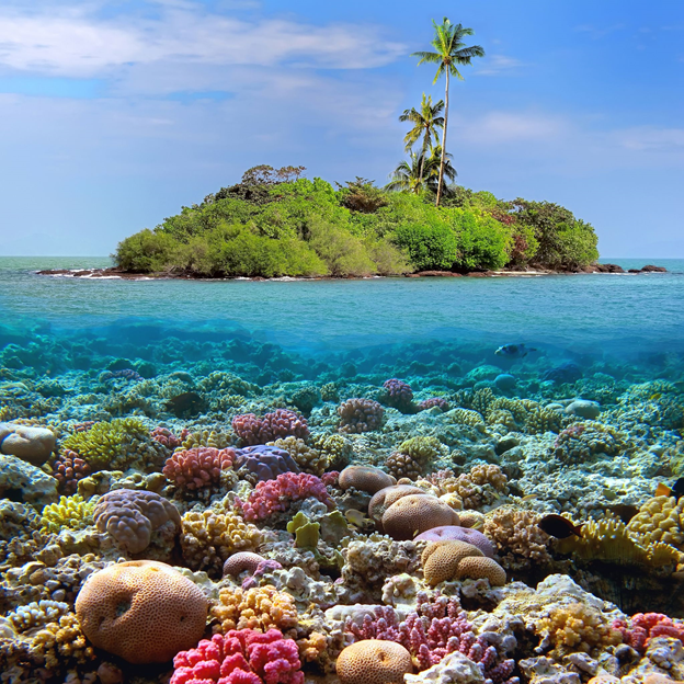Khám phá đảo san hô Coral (Nguồn: agpvietnam.com)