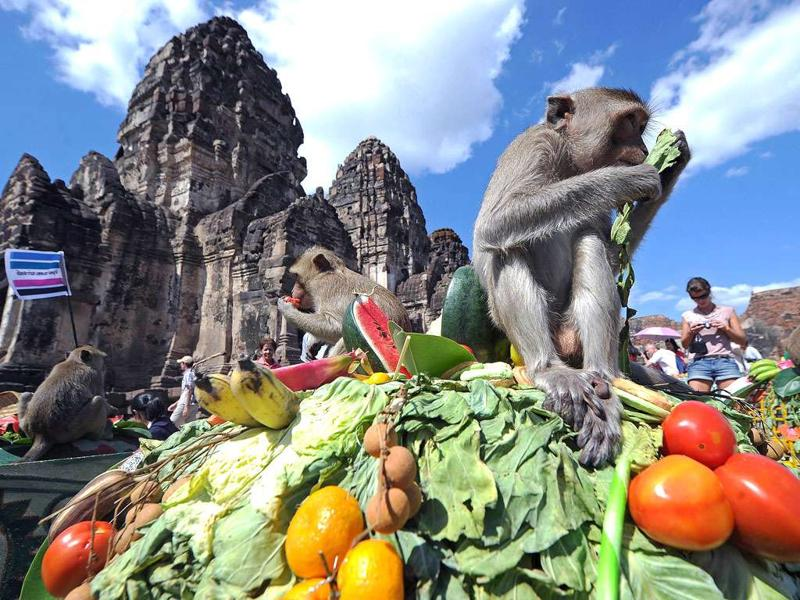 Một lễ hội kỳ lạ dành cho những chú khỉ tại đền Prang Sam Yot (Nguồn: baomoi.com)