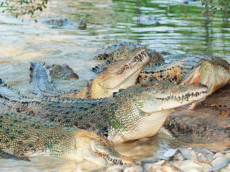 Nơi đây là một trong những trại cá sấu lớn nhất thế giới (Nguồn: news.zing.vn)