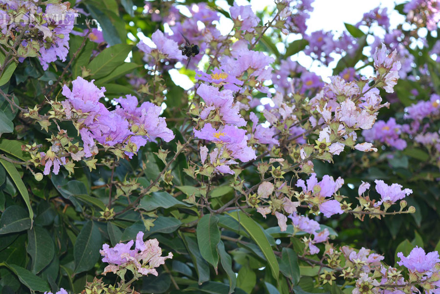 Rừng hoa bằng lăng tím thơ mộng là điểm đến lý tưởng tại Nam Cát Tiên (Nguồn:dulich24.com.vn)