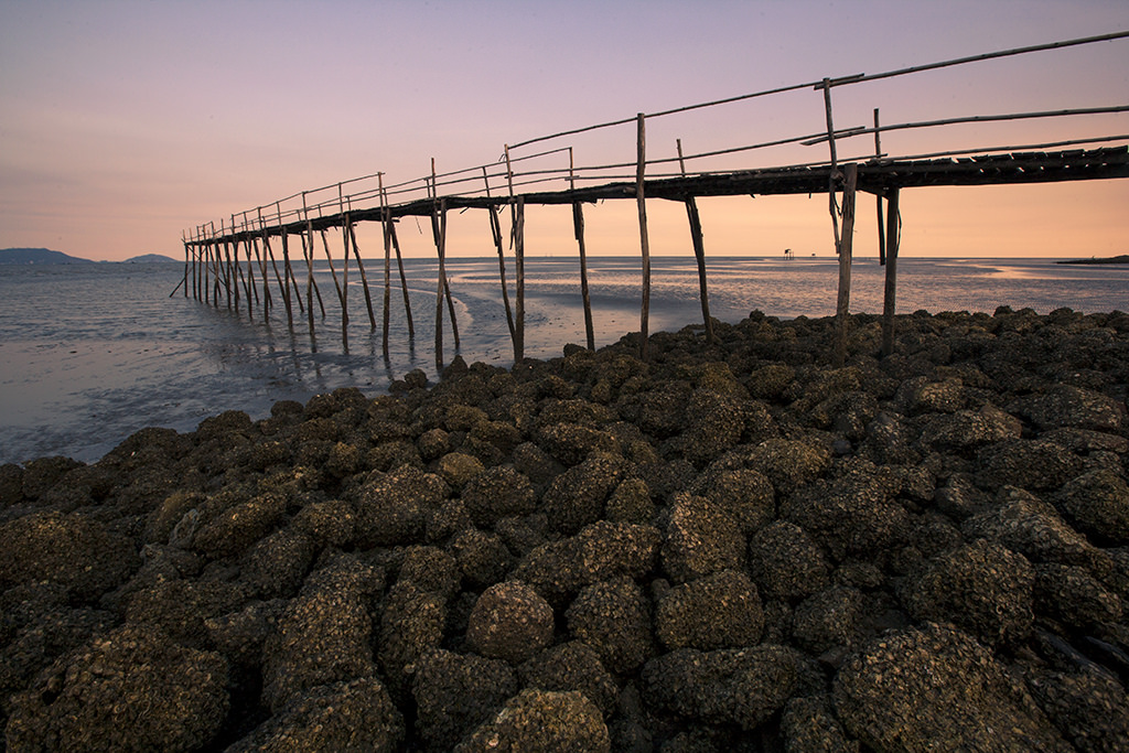Cây cầu gỗ hướng ra biển Cần Giờ (Nguồn: flickr.com)