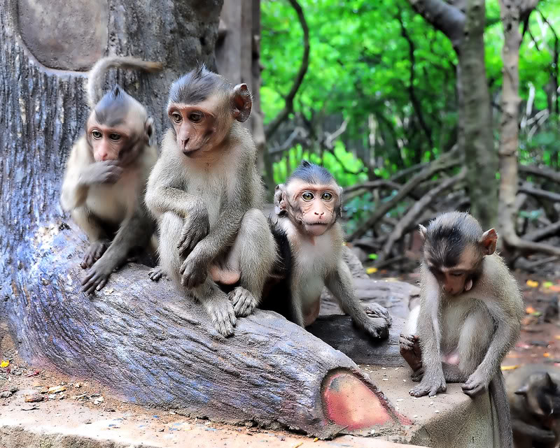 Những chú khỉ tinh nghịch ở Đảo Khỉ Cần Giờ (Nguồn: gianhangvn.com)