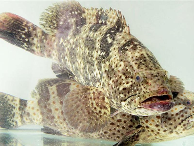 Cá song thường sống ở vùng nước ấm như Thái Bình Dương (Nguồn: haisancoto.com)
