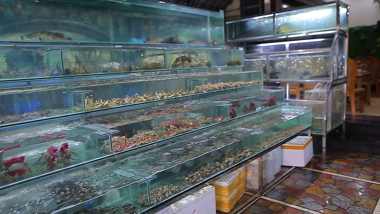 Rất nhiều loại hải sản tươi ngon có mặt tại nhà hàng (Nguồn: youtube.com)