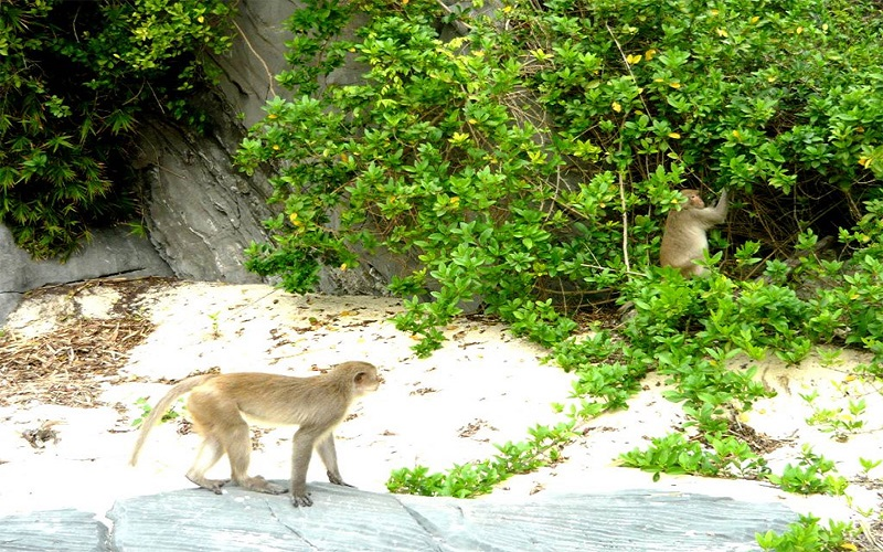 Cát Bà với hệ sinh thái đa dạng, nhiều loài động vật quý hiếm (Nguồn: dulichvietnam.com)