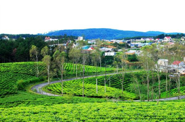 Đồi chè Cầu Đất nằm cách trung tâm thành phố Đà Lạt 23km về hướng Đông Nam (Nguồn: Internet)