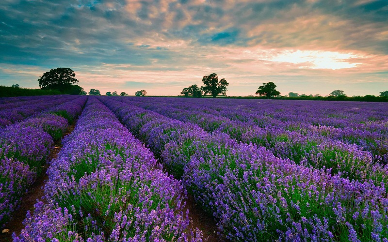 Vẻ đẹp của cánh đồng hoa lavender tại đồi chè Cầu Đất (Nguồn: Internet)