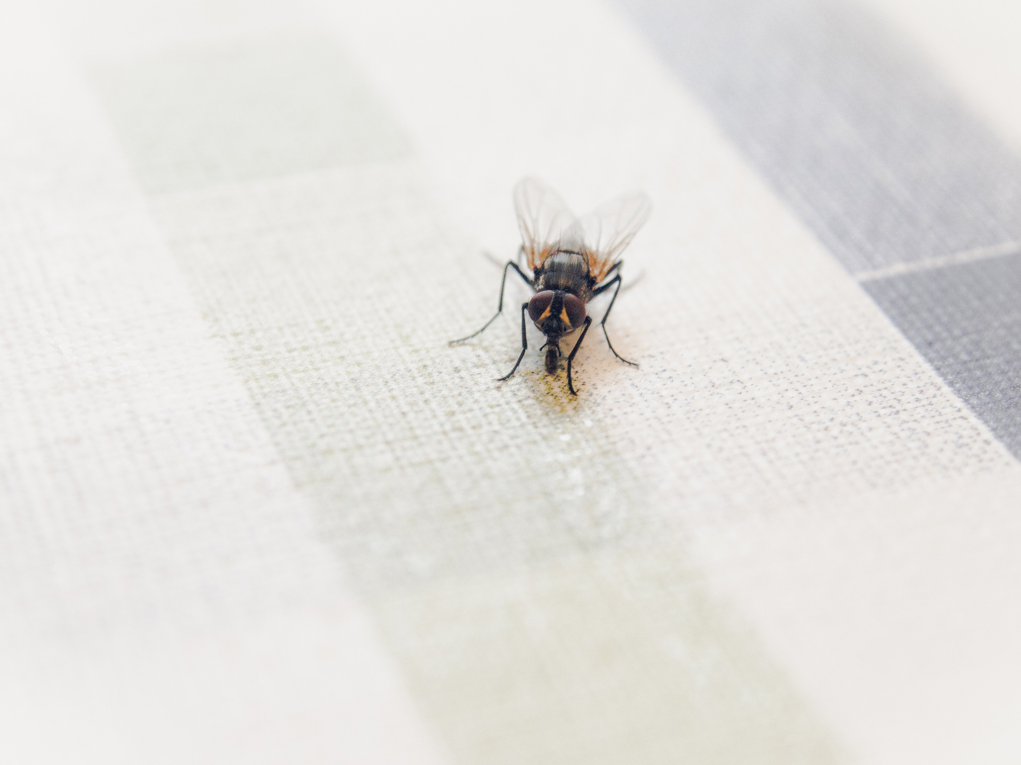 Làm thế nào để lũ ruồi tránh xa ngôi nhà bạn
