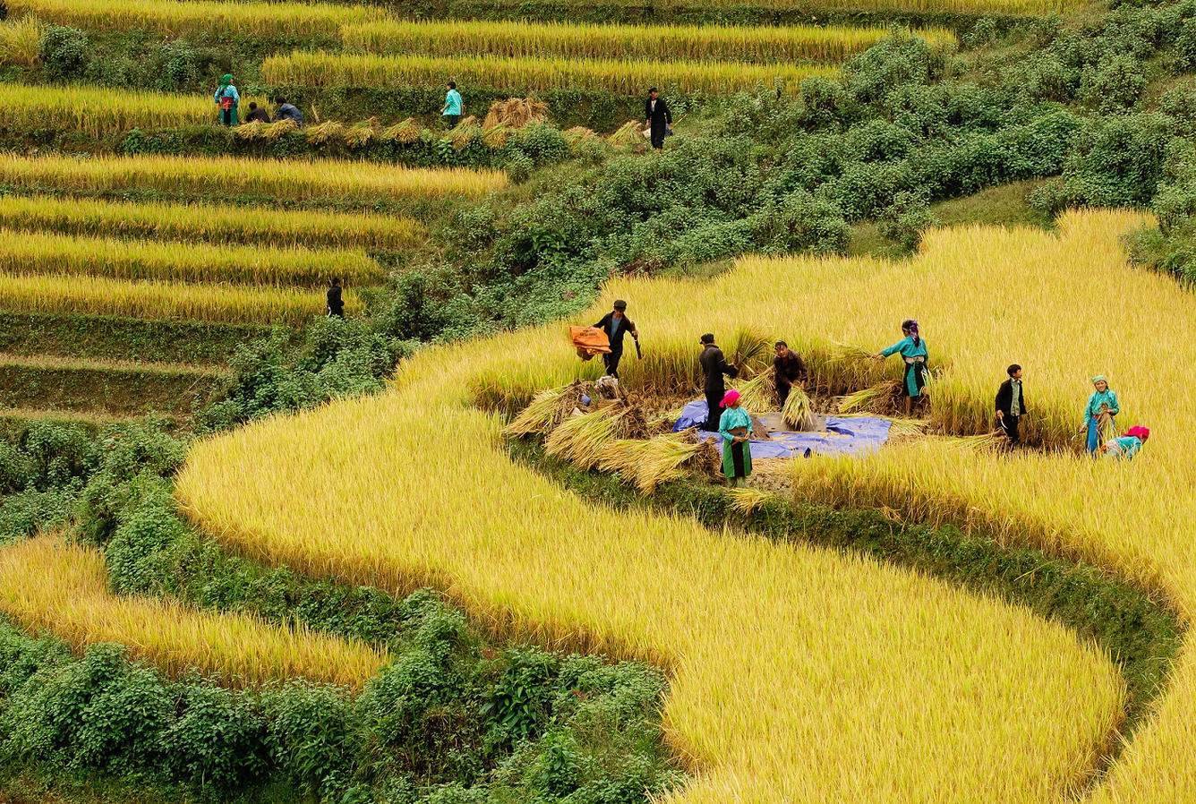 Mùa thu Sapa với lúa chín vàng tháng 9 cho đến tháng 11