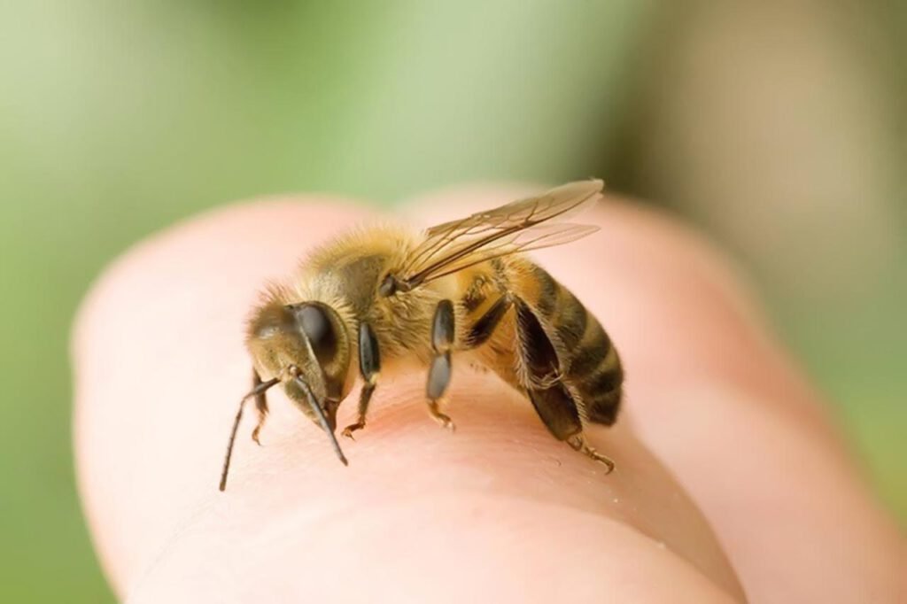 Nằm mơ thấy con ong có ý nghĩa gì? Đánh số mấy dễ trúng