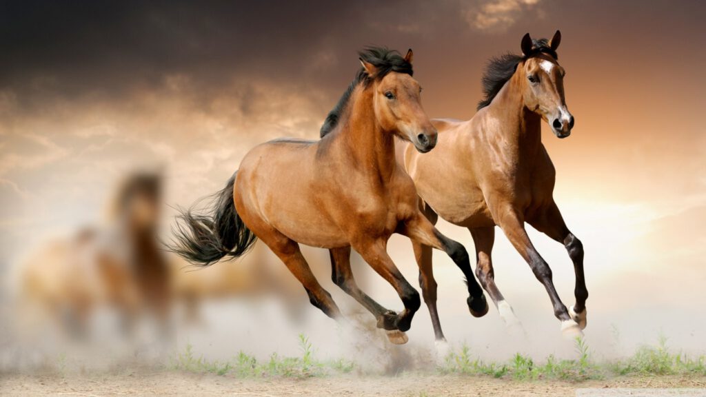 Nằm mơ thấy ngựa là điềm báo gì? Lành hay dữ?