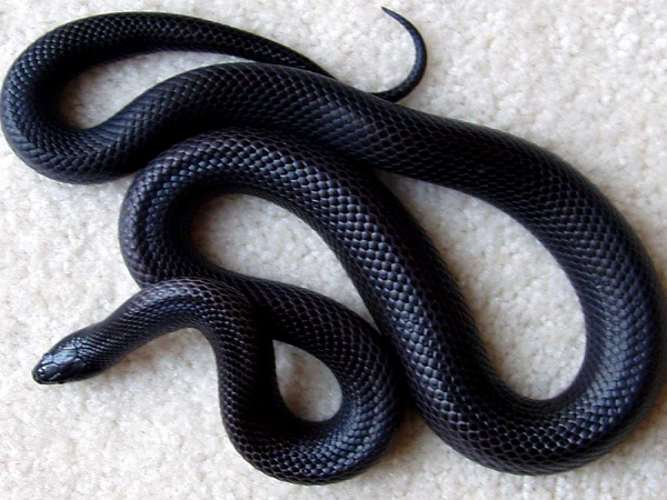 Nằm mơ thấy rắn đen là điềm báo lành hay dữ?