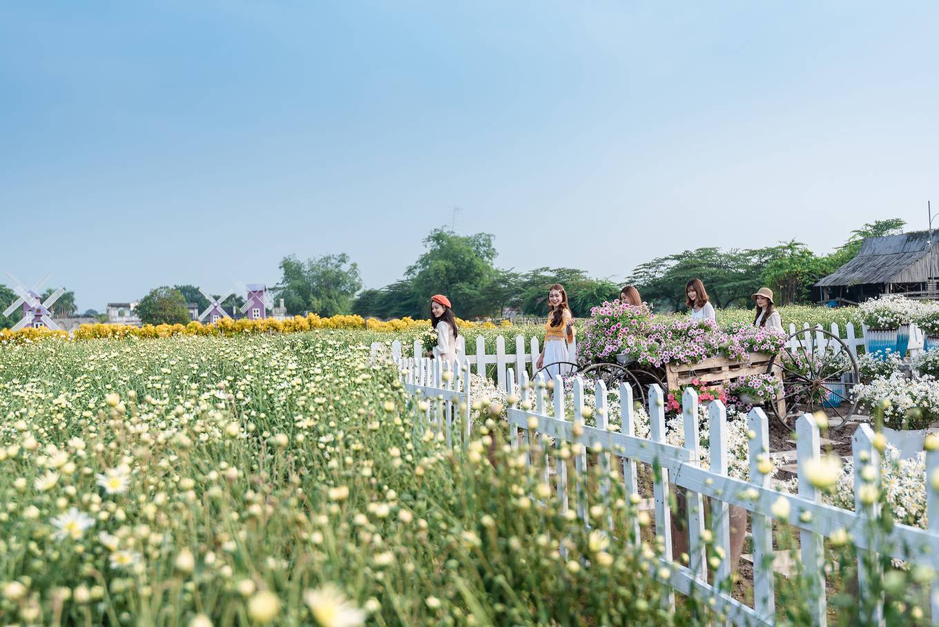 Thảo nguyên hoa Long Biên là một địa điểm chụp ảnh đẹp ở Hà Nội lãng mạn dành cho các cặp đôi lẫn các bạn trẻ đam mê sống ảo