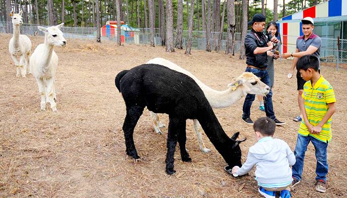 Vườn thú Zoo Doo Đà Lạt cho trẻ nhỏ và người lớn vui chơi sảng khoái và vui vẻ.