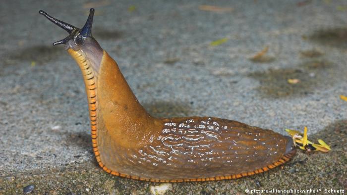 Tại sao slug lại quan trọng đối với SEO?