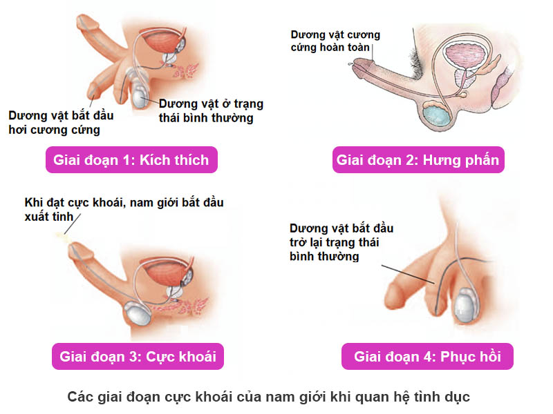 Các giai đoạn cực khoái ở nam giới khi quan hệ tình dục