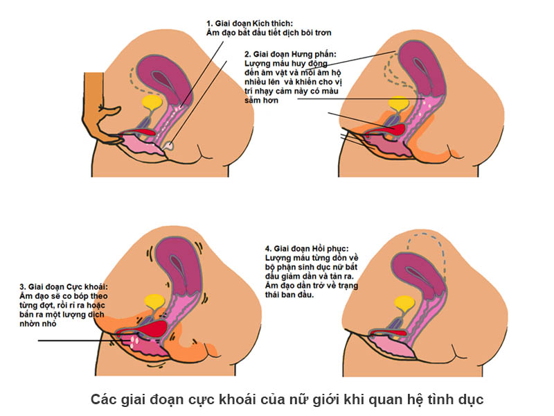 Các giai đoạn cực khoái ở nữ giới khi quan hệ tình dục