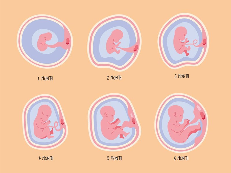 Sự phát triển của thai nhi ở giai đoạn tháng 4 của thai kỳ