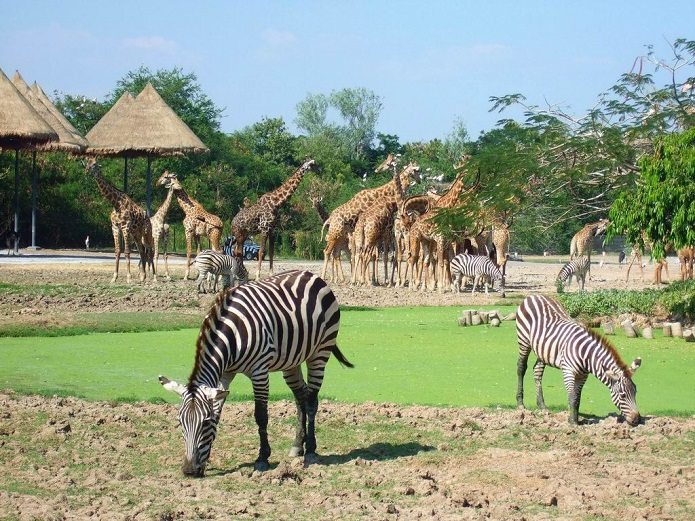 Những loại động vật quý hiếm tại Safari Phú Quốc (Nguồn: Internet)
